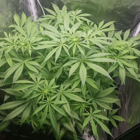 L.A AMNESIA #1 growlog timeline photo
