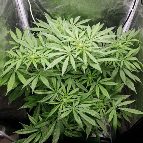 L.A AMNESIA #1 growlog timeline photo