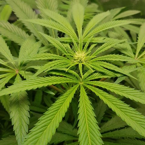 L.A AMNESIA #1 growlog timeline photo