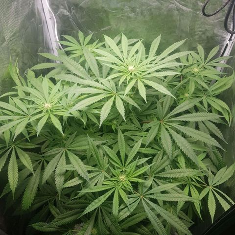 L.A AMNESIA #1 growlog timeline photo