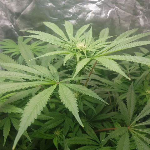 L.A AMNESIA #1 growlog timeline photo