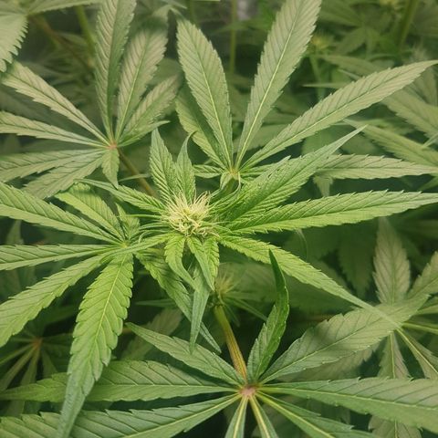 L.A AMNESIA #1 growlog timeline photo