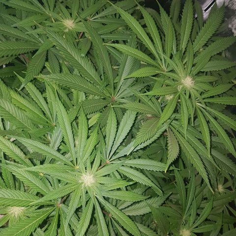 L.A AMNESIA #1 growlog timeline photo