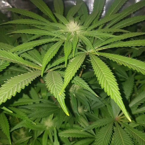 L.A AMNESIA #1 growlog timeline photo