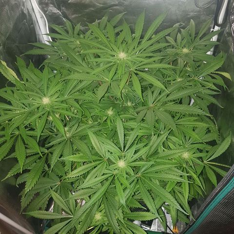 L.A AMNESIA #1 growlog timeline photo