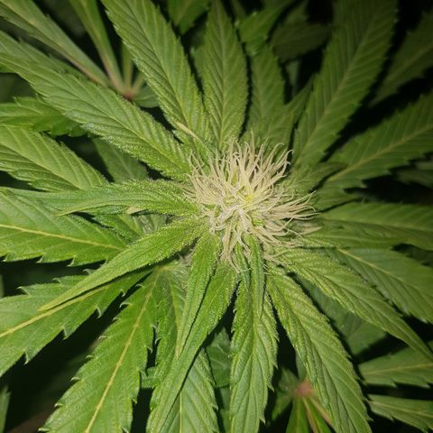 L.A AMNESIA #1 growlog timeline photo
