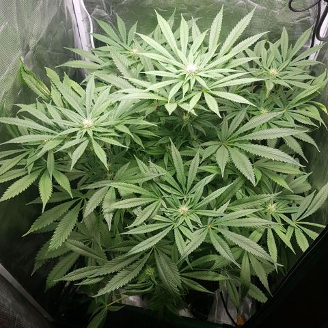 L.A AMNESIA #1 growlog timeline photo