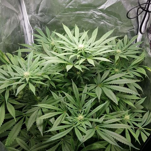 L.A AMNESIA #1 growlog timeline photo