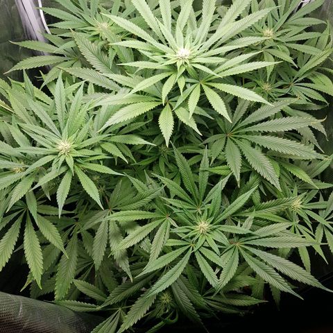 L.A AMNESIA #1 growlog timeline photo