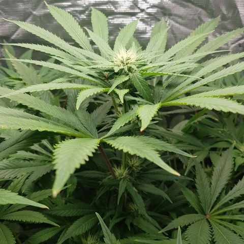 L.A AMNESIA #1 growlog timeline photo