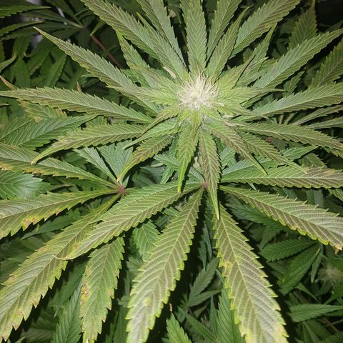 L.A AMNESIA #1 growlog timeline photo