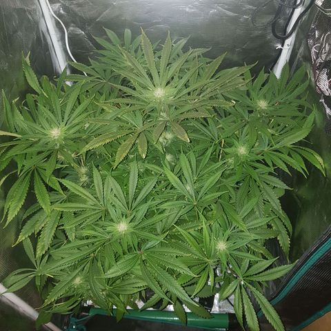 L.A AMNESIA #1 growlog timeline photo