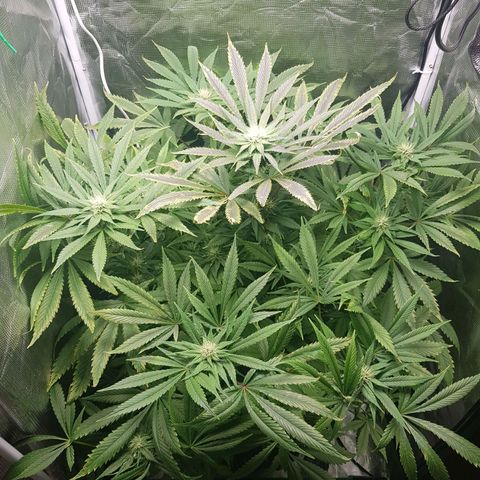 L.A AMNESIA #1 growlog timeline photo