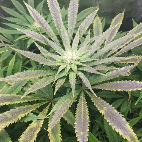 L.A AMNESIA #1 growlog photo: Froid?
Stressé Excès d'engrais ?
Normal avec ce génotype ?
