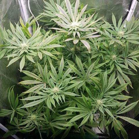L.A AMNESIA #1 growlog timeline photo