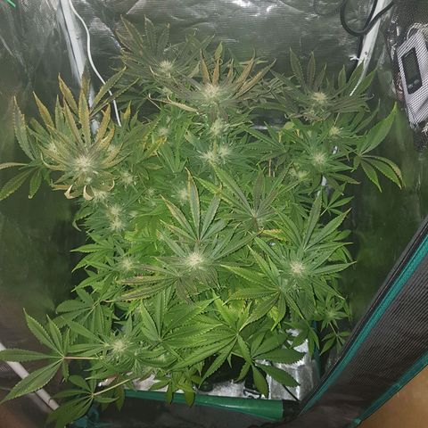 L.A AMNESIA #1 growlog timeline photo