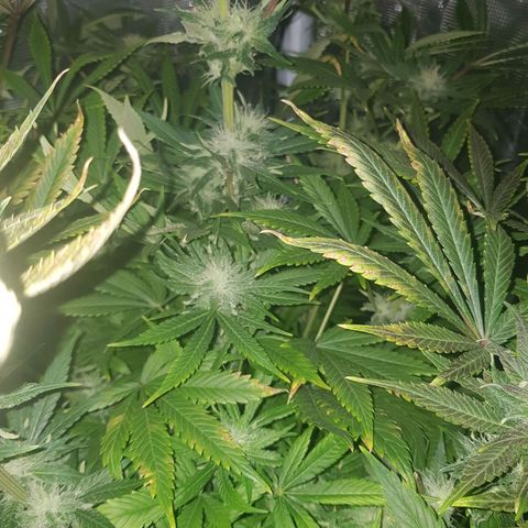 L.A AMNESIA #1 growlog timeline photo
