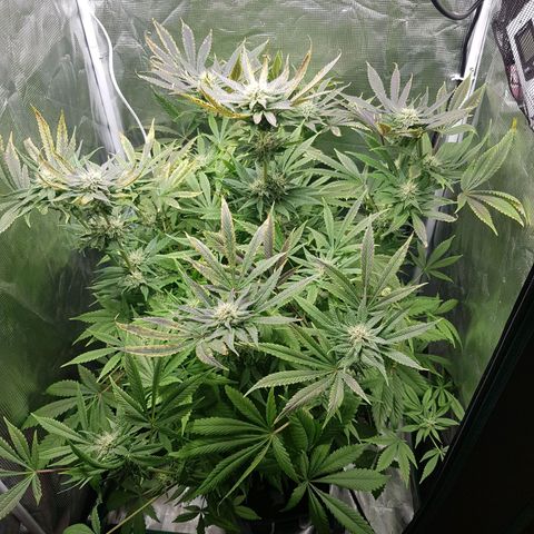 L.A AMNESIA #1 growlog timeline photo