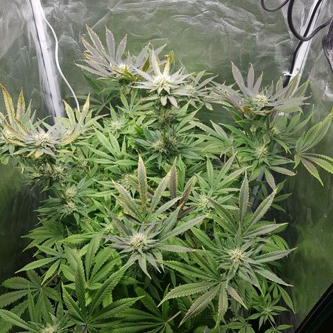L.A AMNESIA #1 growlog timeline photo