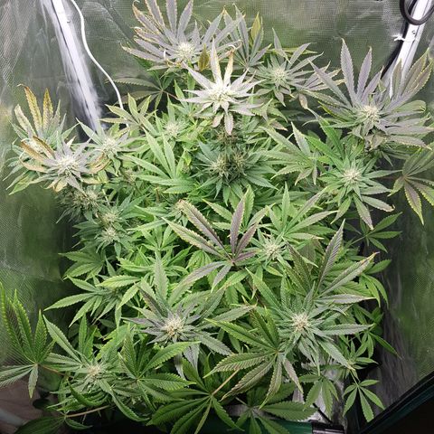 L.A AMNESIA #1 growlog timeline photo