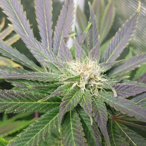 L.A AMNESIA #1 growlog timeline photo