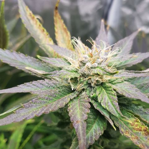 L.A AMNESIA #1 growlog timeline photo
