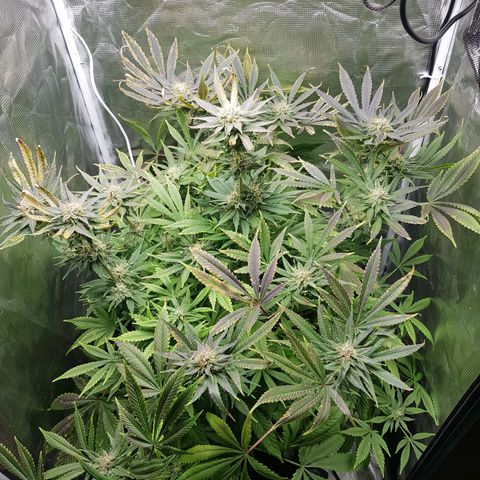 L.A AMNESIA #1 growlog timeline photo