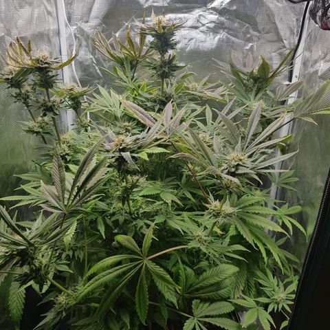L.A AMNESIA #1 growlog timeline photo