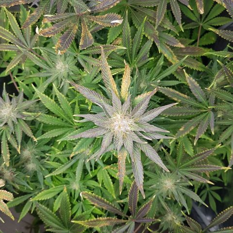 L.A AMNESIA #1 growlog timeline photo