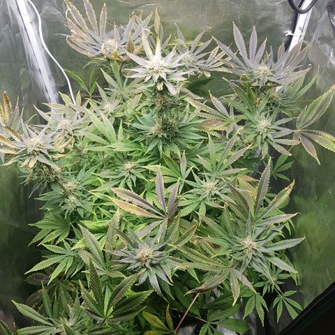 L.A AMNESIA #1 growlog timeline photo