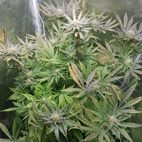 L.A AMNESIA #1 growlog timeline photo