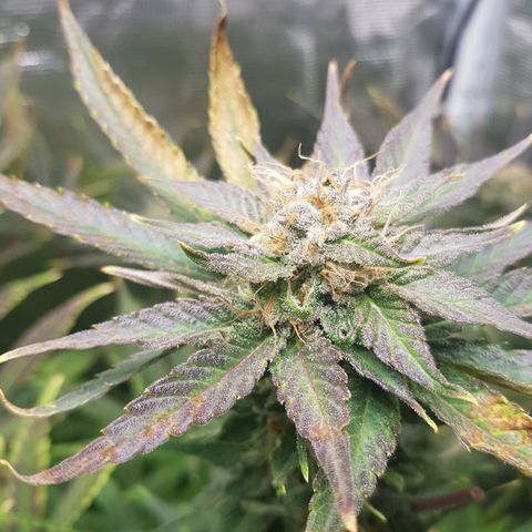 L.A AMNESIA #1 growlog timeline photo