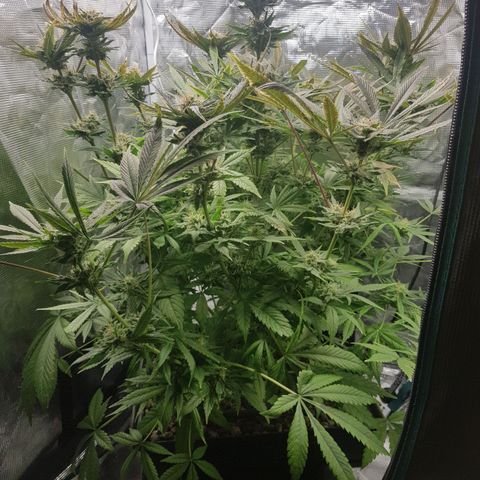 L.A AMNESIA #1 growlog timeline photo