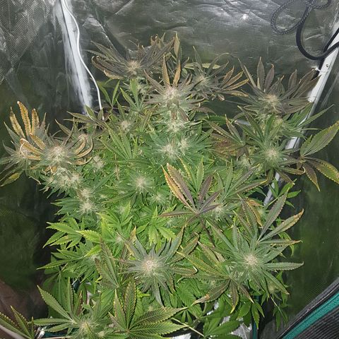 L.A AMNESIA #1 growlog timeline photo