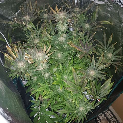 L.A AMNESIA #1 growlog timeline photo