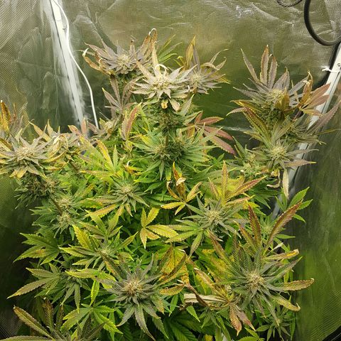 L.A AMNESIA #1 growlog timeline photo
