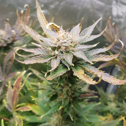 L.A AMNESIA #1 growlog timeline photo