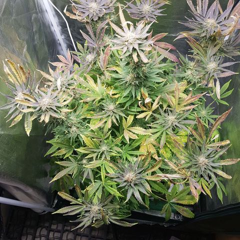 L.A AMNESIA #1 growlog timeline photo