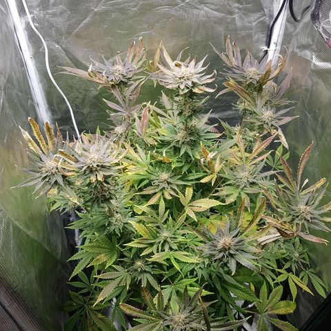 L.A AMNESIA #1 growlog timeline photo
