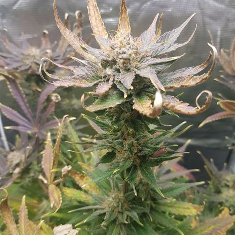 L.A AMNESIA #1 growlog timeline photo