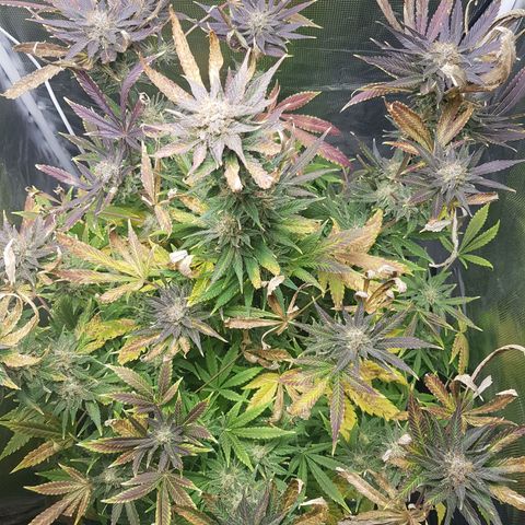 L.A AMNESIA #1 growlog timeline photo