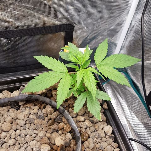 Bruce Banner 3 #1 growlog timeline photo