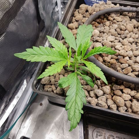 Gorilla Glue #1 growlog timeline photo