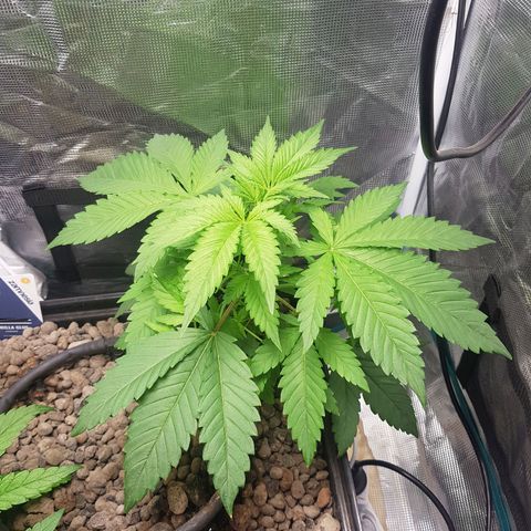 Bruce Banner 3 #1 growlog timeline photo