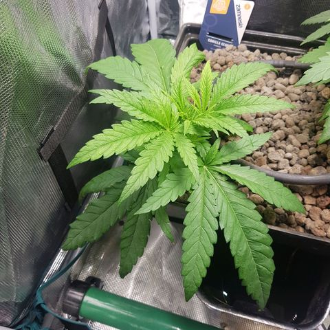 Gorilla Glue #1 growlog timeline photo