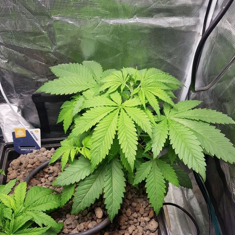 Bruce Banner 3 #1 growlog timeline photo