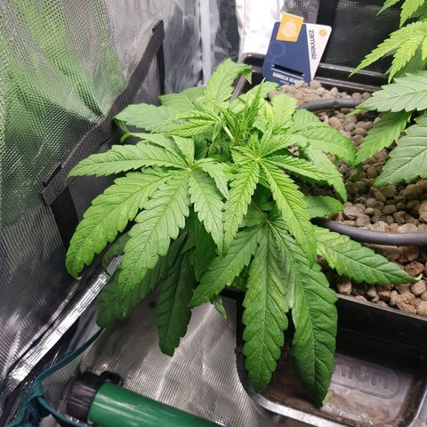 Gorilla Glue #1 growlog timeline photo