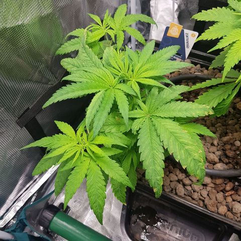 Gorilla Glue #1 growlog timeline photo