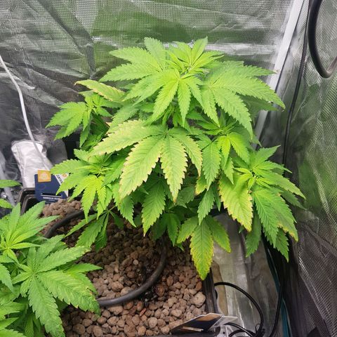 Bruce Banner 3 #1 growlog timeline photo