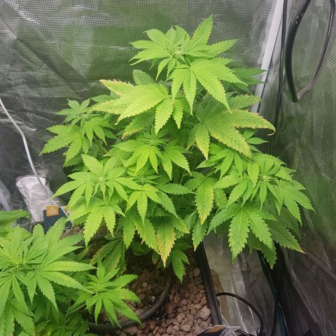 Bruce Banner 3 #1 growlog timeline photo